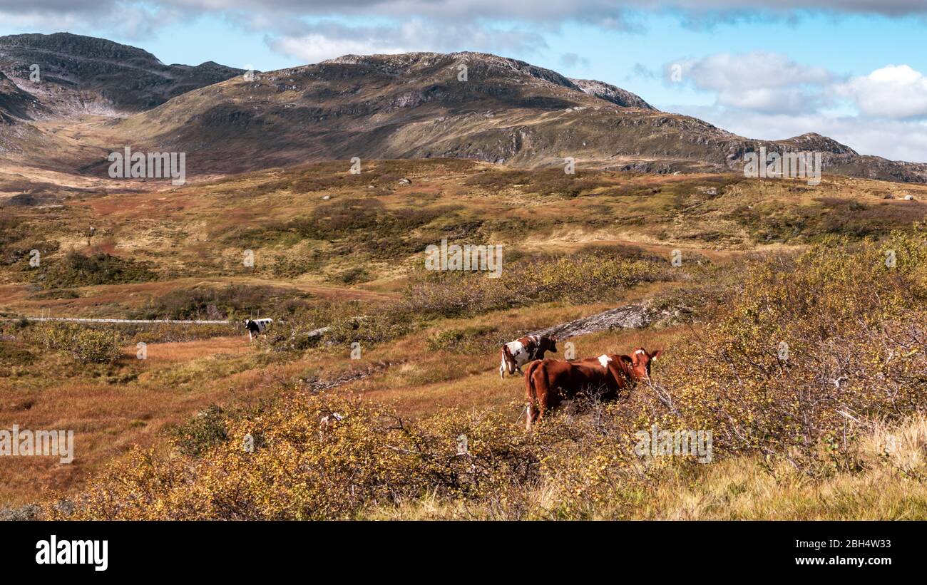 Groupe de vaches marchant sur des pâturages sauvages de montagnes d'automne norvégiennes. Norvège agriculture libre paysage pittoresque Banque D'Images