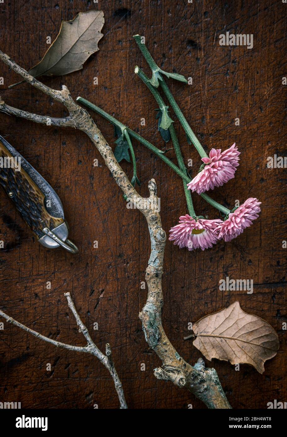 Fleurs roses, couteau de poche, branches et feuilles Banque D'Images