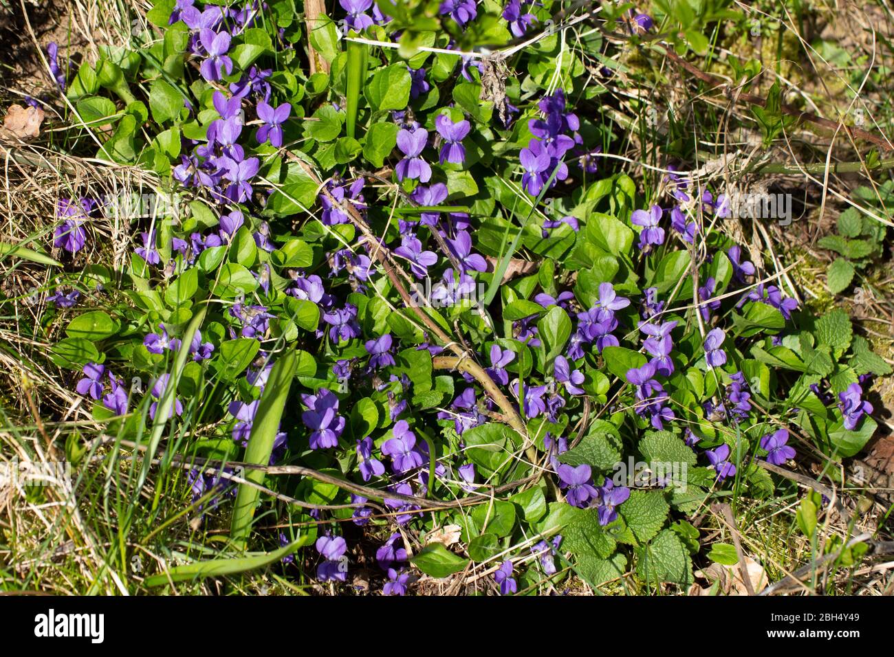 Violettes sauvages de croissance entre brindilles sèches, feuilles et herbe verte, Viola reichenbachiana ou veilchen Banque D'Images