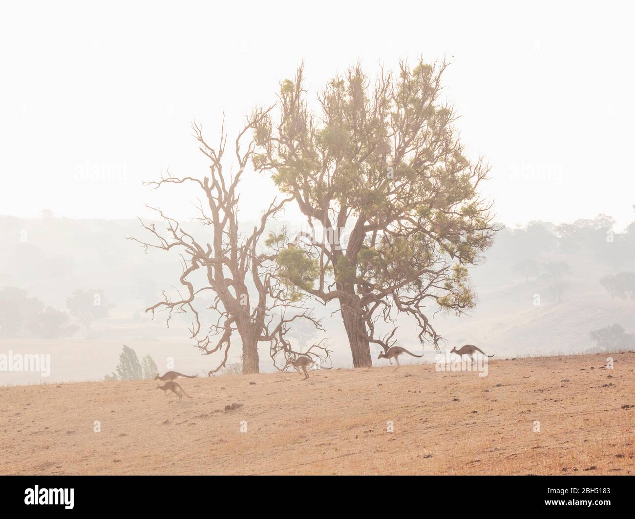 Kangourous dans le champ sec Banque D'Images