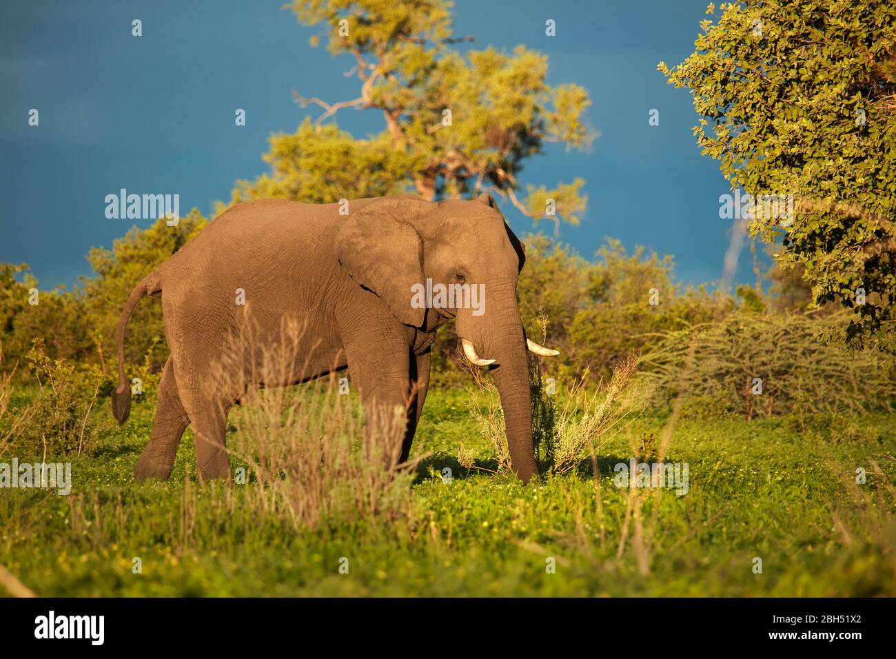 Éléphant d'Afrique (Loxodonta africana), région de Savuti, Parc national de Chobe, Botswana, Afrique Banque D'Images