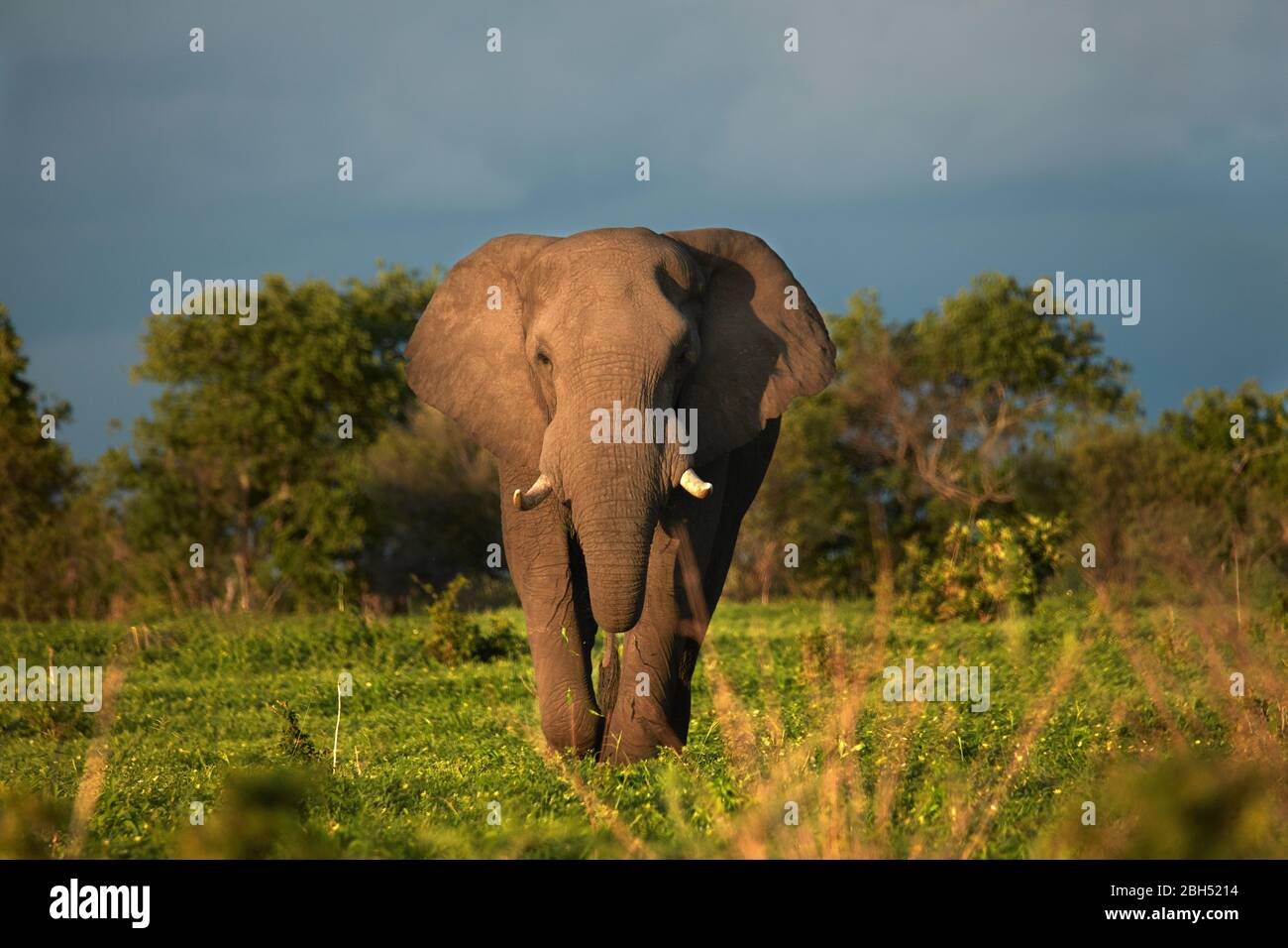 Éléphant d'Afrique (Loxodonta africana), région de Savuti, Parc national de Chobe, Botswana, Afrique Banque D'Images