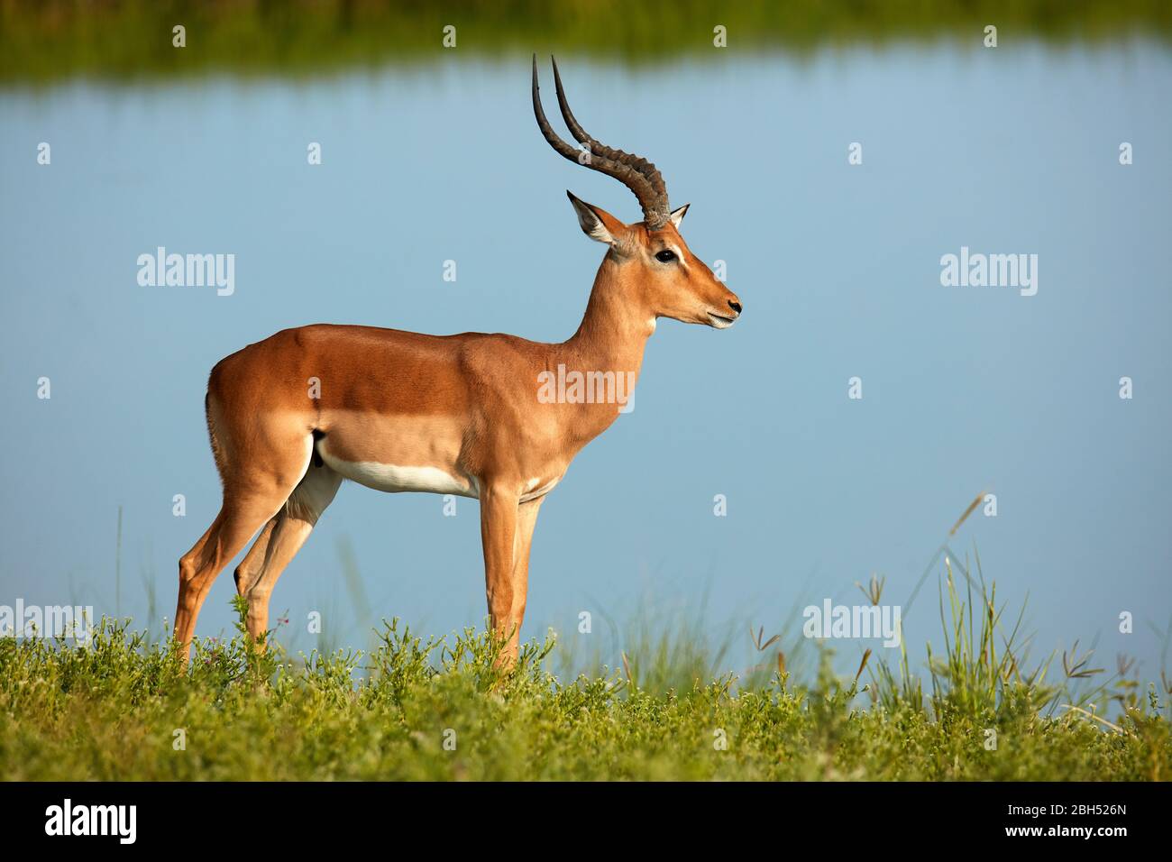 Impala mâle (Aepyceros melampus melampus), rivière Chobe, parc national Chobe, Botswana, Afrique Banque D'Images