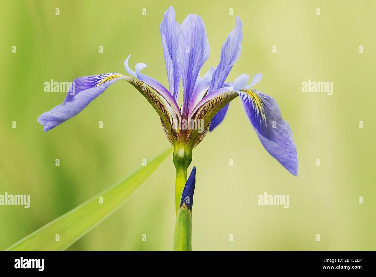 L'iris bleu-drapeau fleurit au début du printemps Banque D'Images