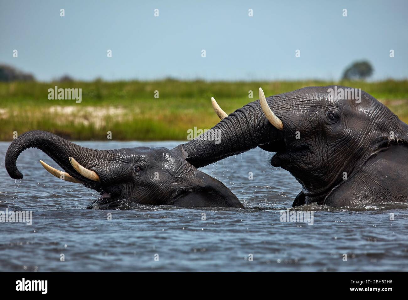 Des éléphants d'Afrique (Loxodonta africana) se sont joints dans la rivière Chobe, parc national Chobe, Botswana, Afrique Banque D'Images