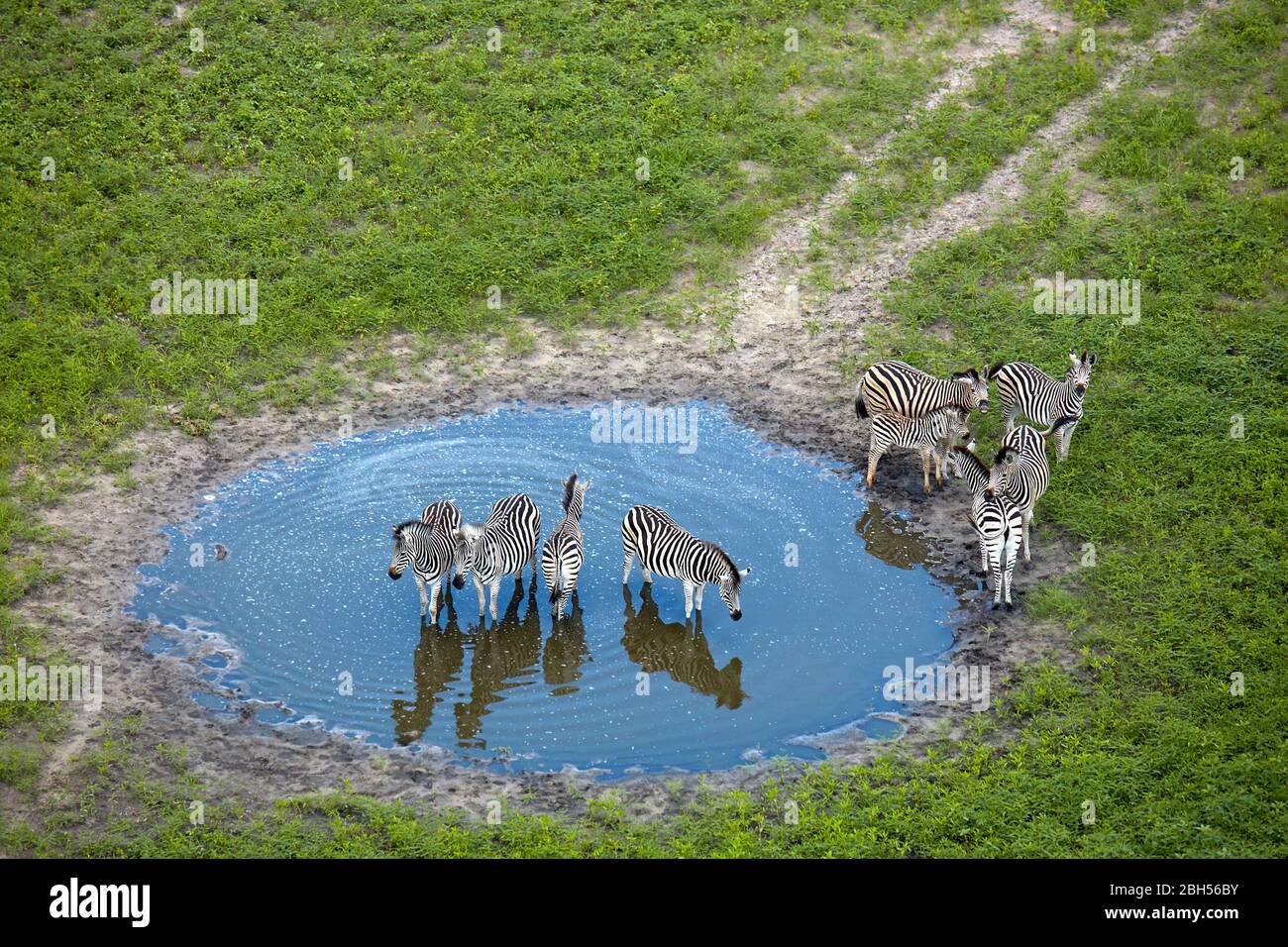 Zèbres dans l'étang, Delta d'Okavango, Botswana, Afrique- aérienne Banque D'Images