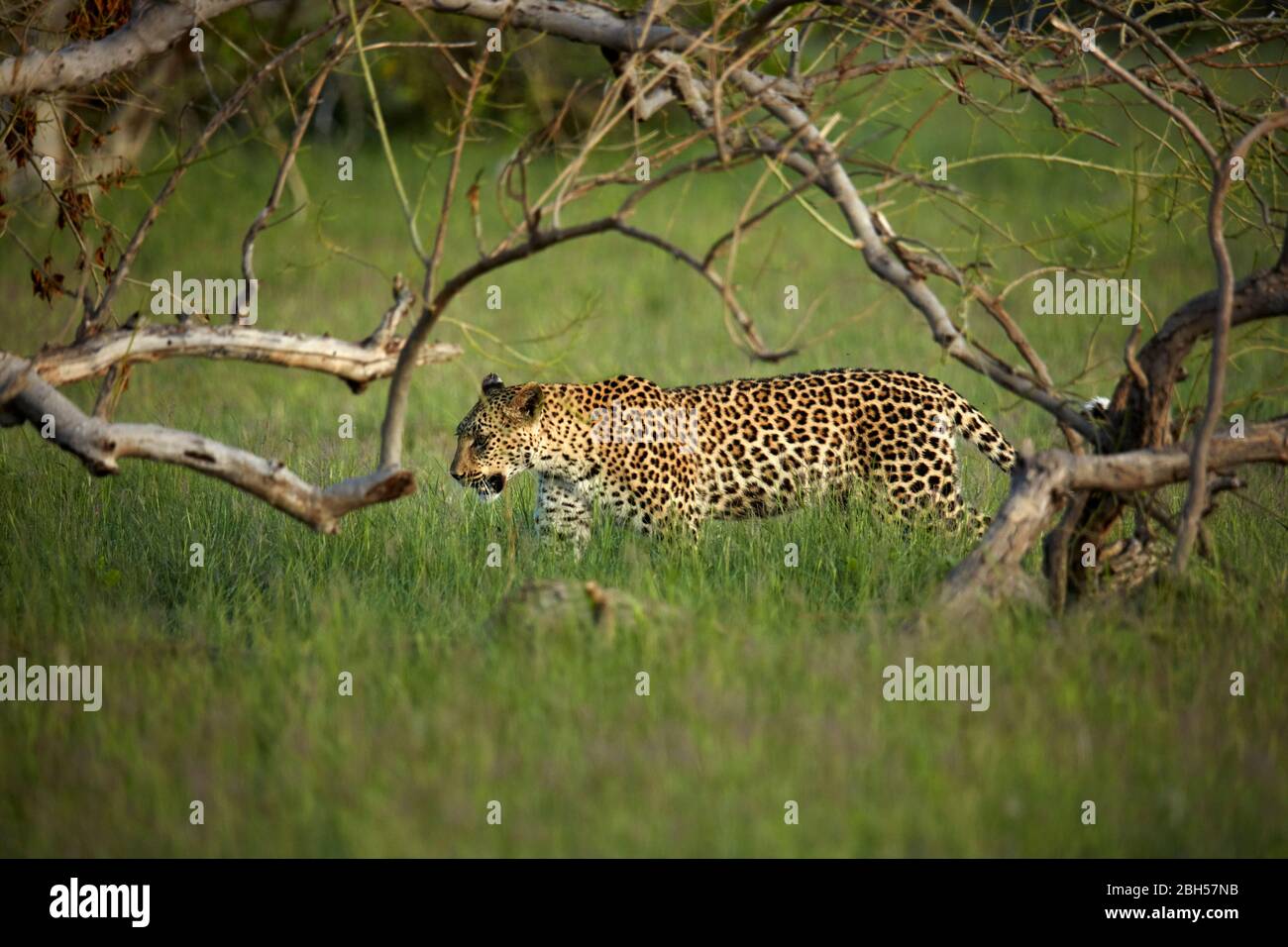Leopard, Moremi Game Reserve, Botswana, Afrique Banque D'Images