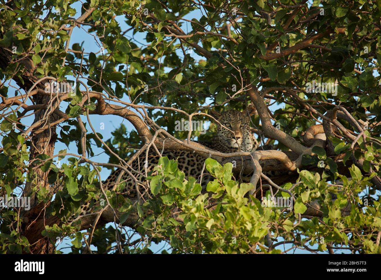 Jeune léopard camouflage dans l'arbre, Moremi Game Reserve, Botswana, Afrique Banque D'Images