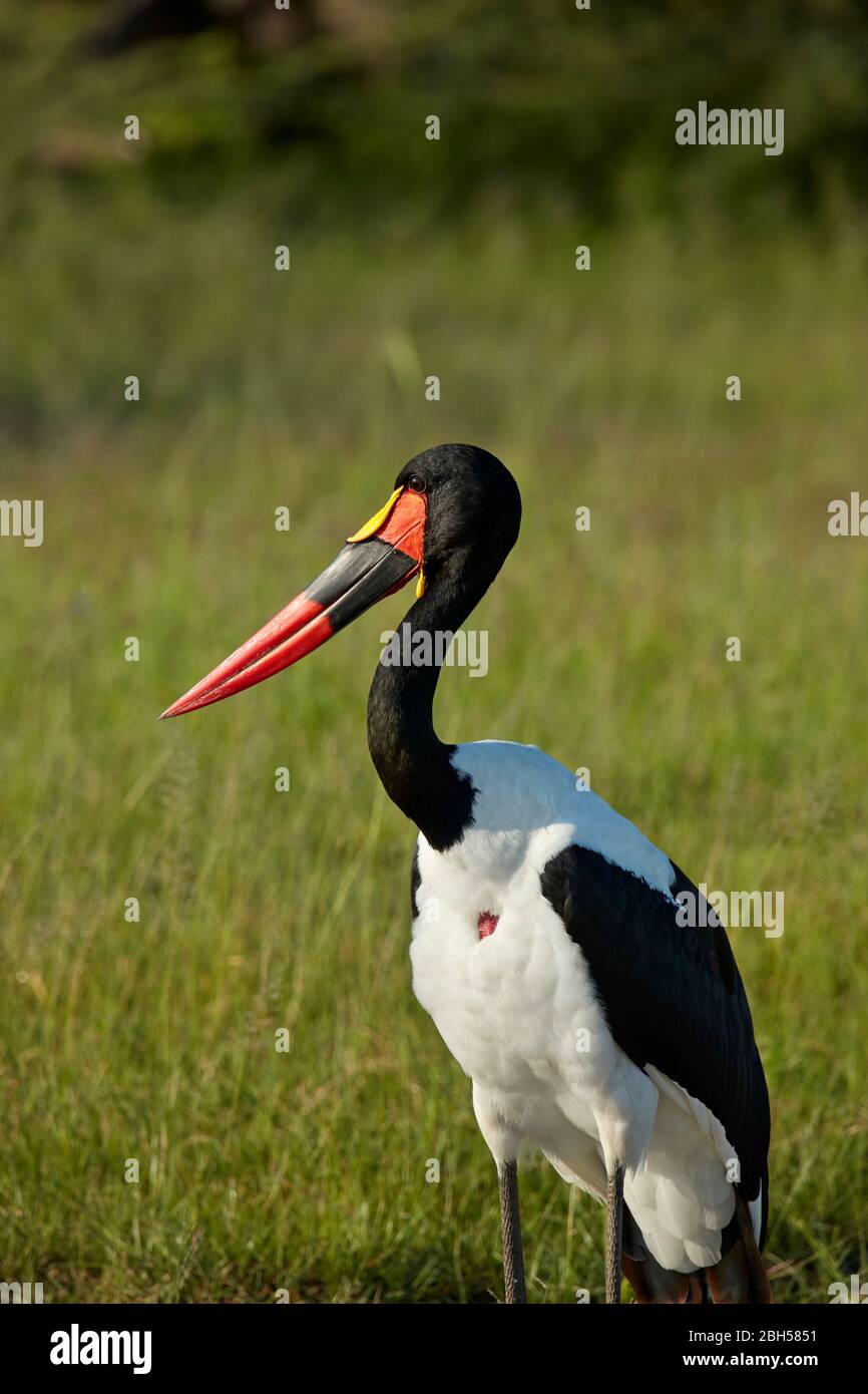 Porc à piqûre de cheval (Ephippiorhynchus senegalensis), réserve de gibier de Moremi, Botswana, Afrique Banque D'Images