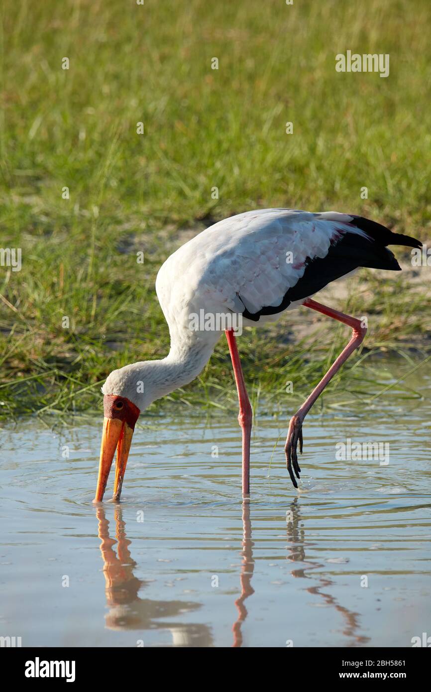 Stork à facturation jaune (Mycteria ibis), réserve de jeux Moremi, Botswana, Afrique Banque D'Images