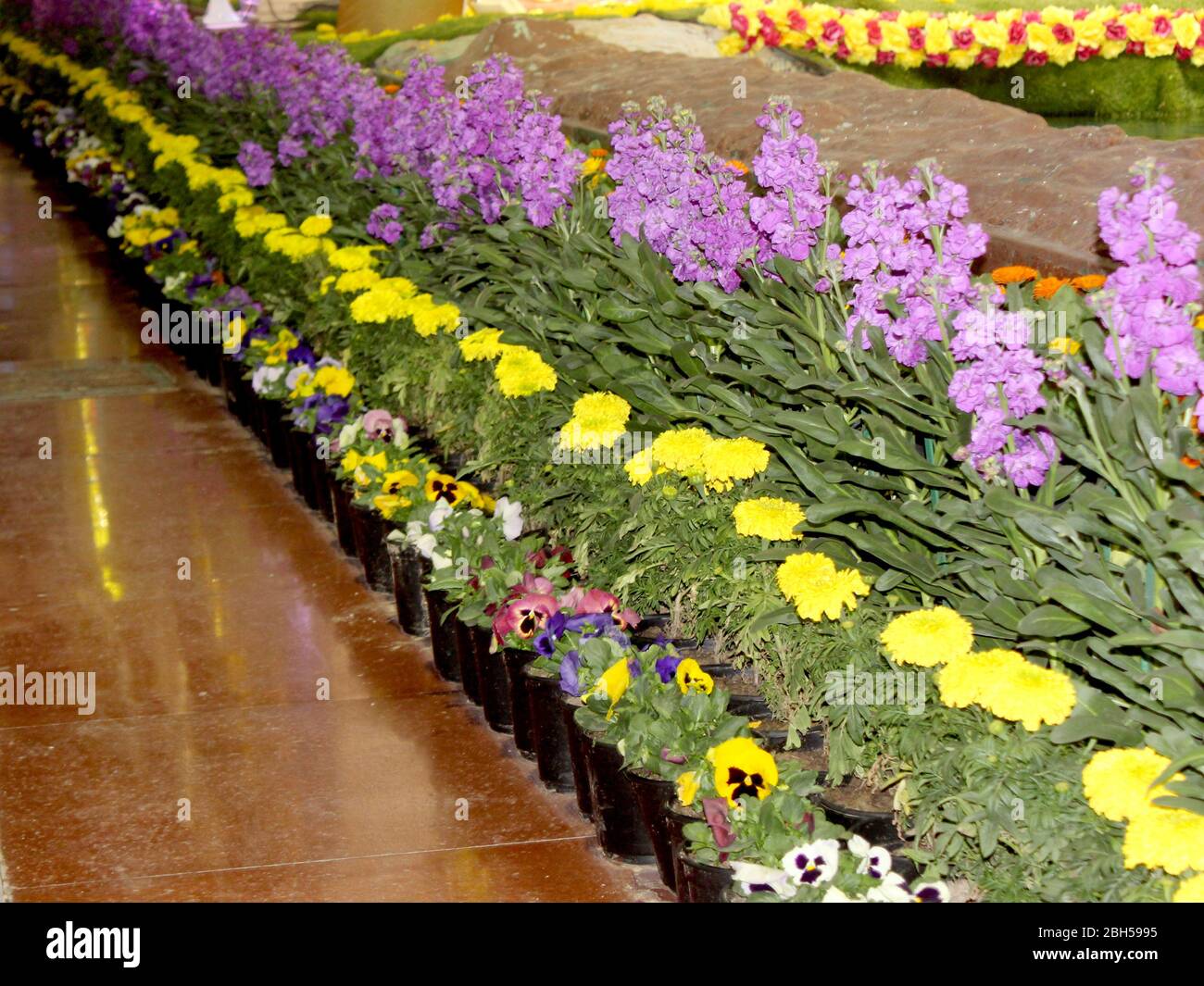 Belle fleur violette décoration plante avec marigold et des fleurs d'hiver  colorées dans le parc fond - image, foyer sélectif avec flou Photo Stock -  Alamy