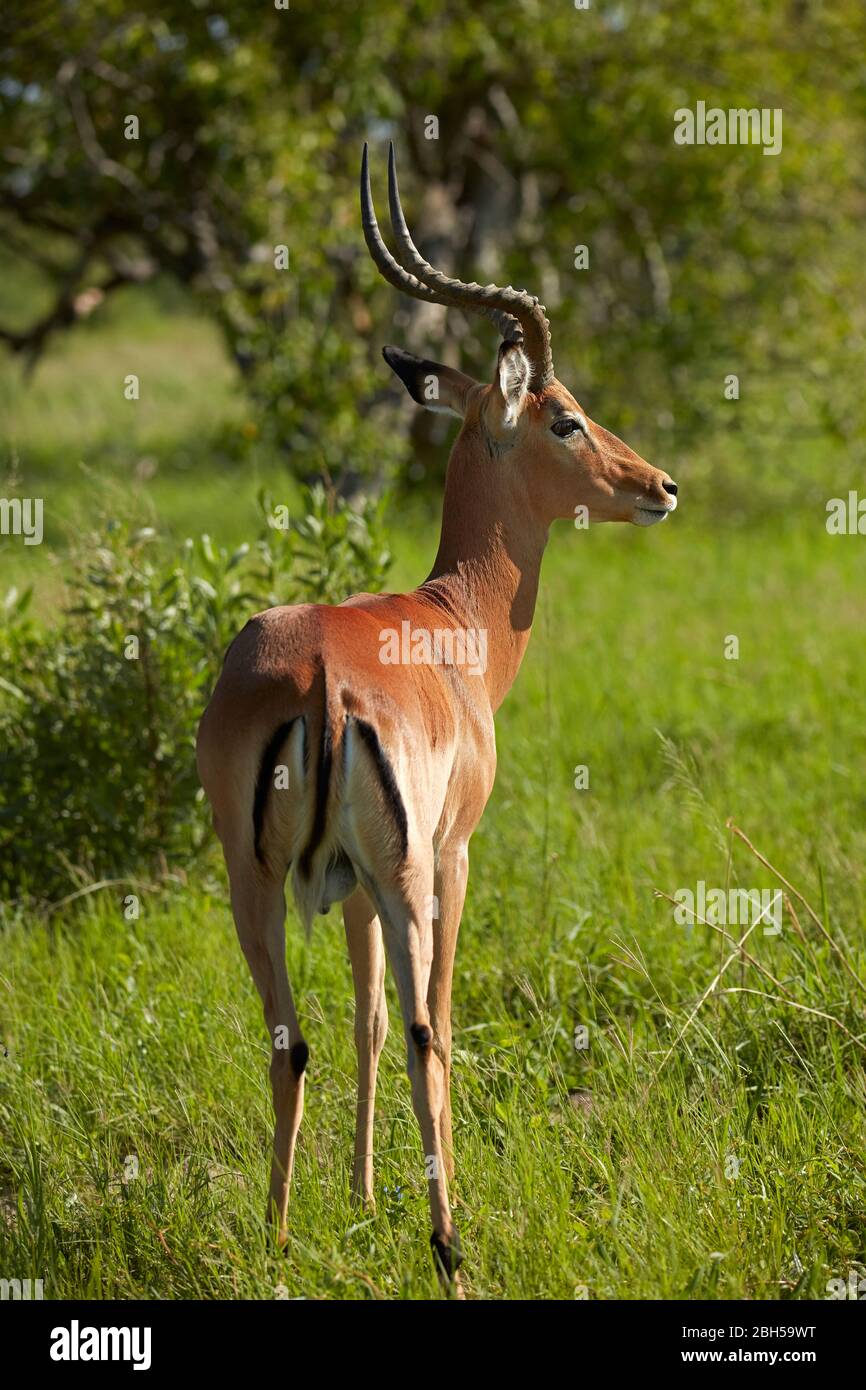 L'impala masculine (Aepyceros melampus melampus), Moremi Game Reserve, Botswana, Afrique Banque D'Images