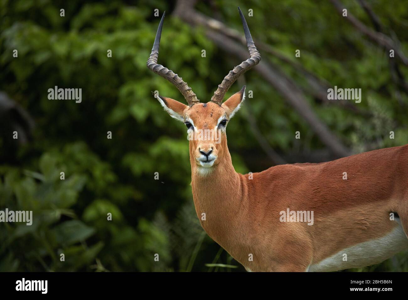 Impala mâle (Aepyceros melampus melampus), Parc national de Chobe, Botswana, Afrique Banque D'Images