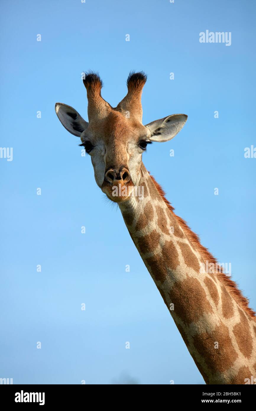 Giraffe (Giraffa camelopardalis angolensis), Parc National de Chobe, Botswana, Afrique Banque D'Images