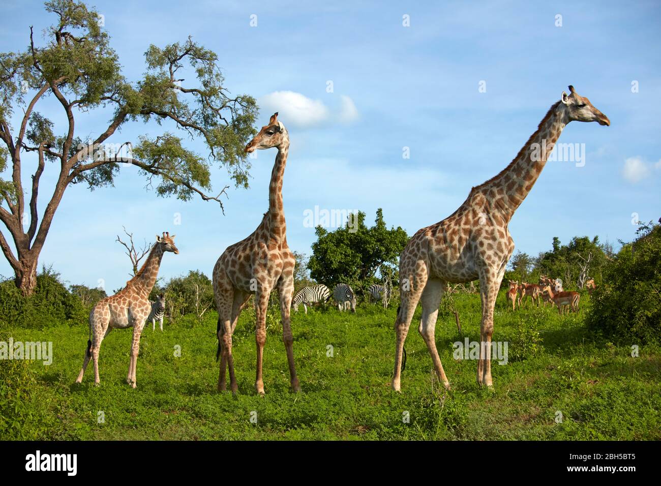 Girafes (Giraffa camelopardalis angolensis), zébra et impala, Parc national de Chobe, Botswana, Afrique Banque D'Images
