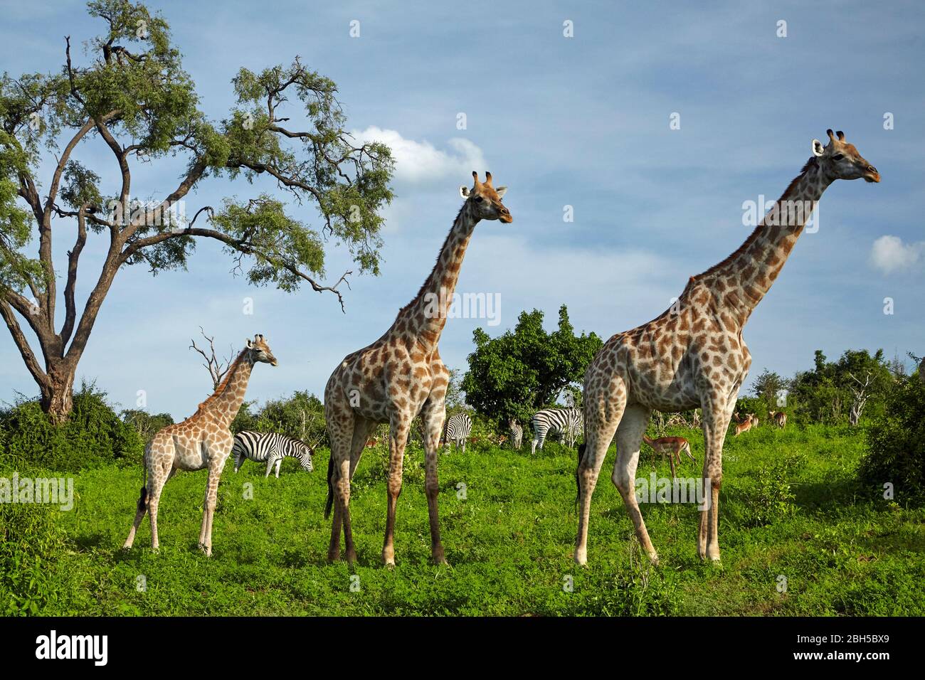 Girafes (Giraffa camelopardalis angolensis), zébra et impala, Parc national de Chobe, Botswana, Afrique Banque D'Images