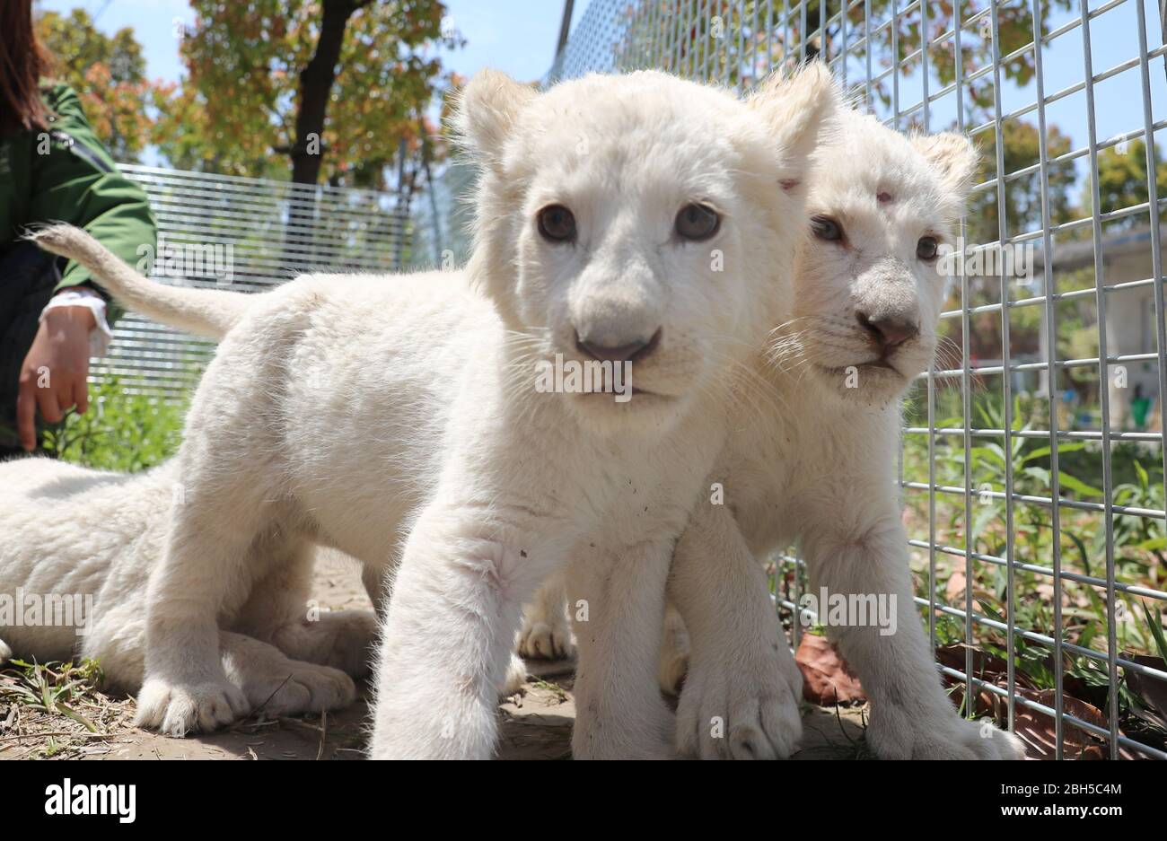 Bebes Lion Blanc Banque D Image Et Photos Alamy