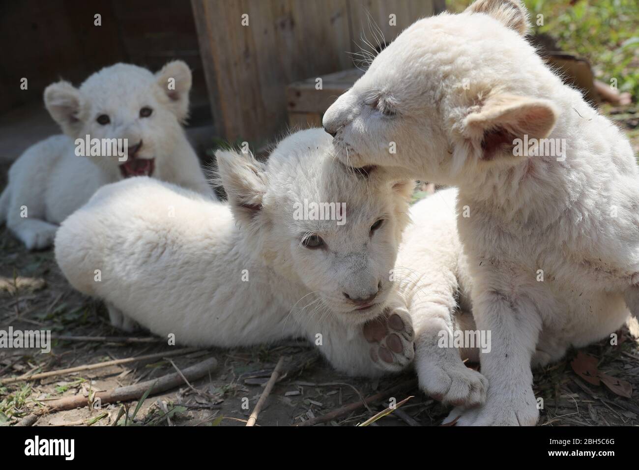 Bebes Lion Blanc Banque D Image Et Photos Alamy