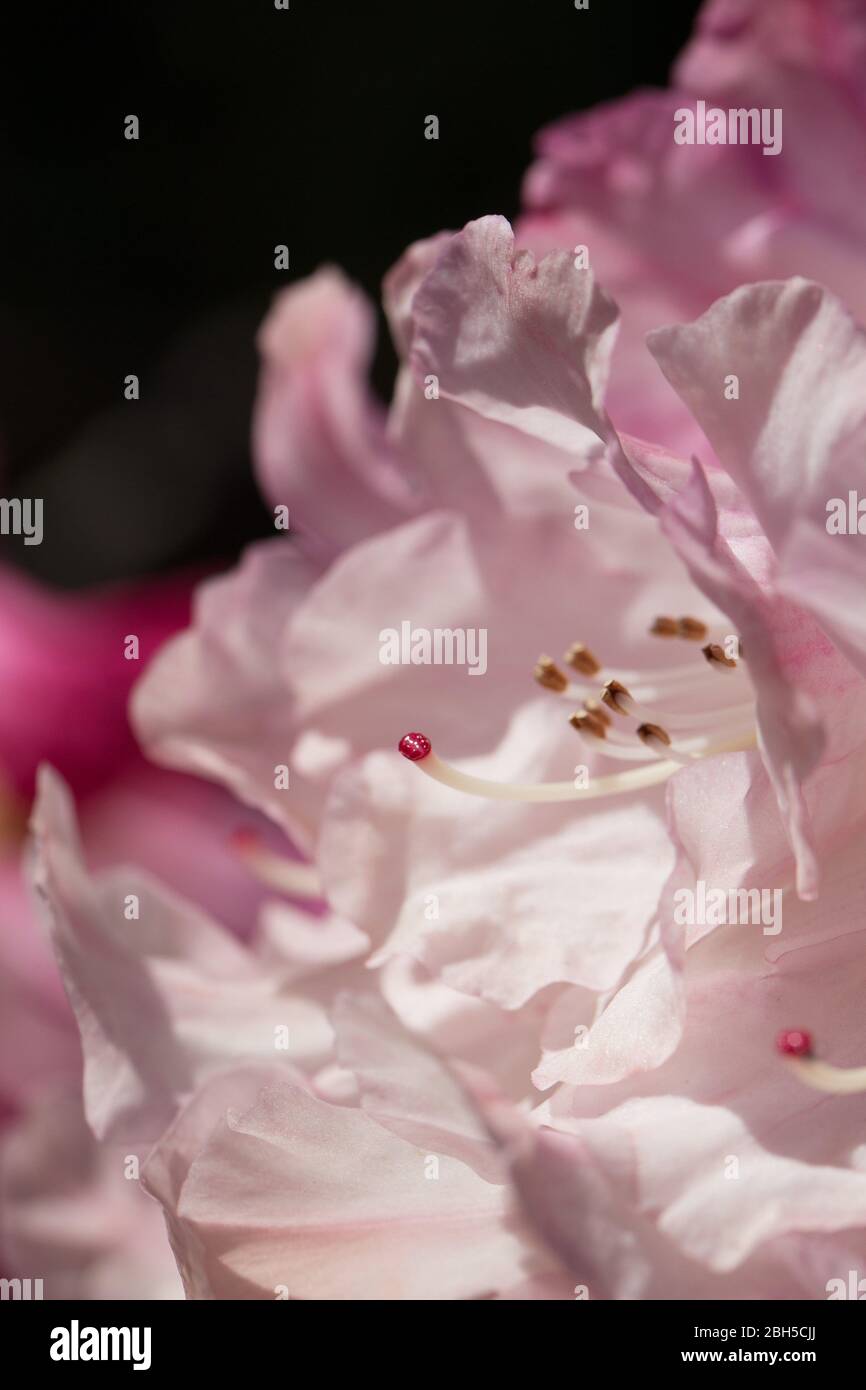 Gros plan sur la stigmatisation et les étamines d'une fleur rose de rhododendron. Banque D'Images