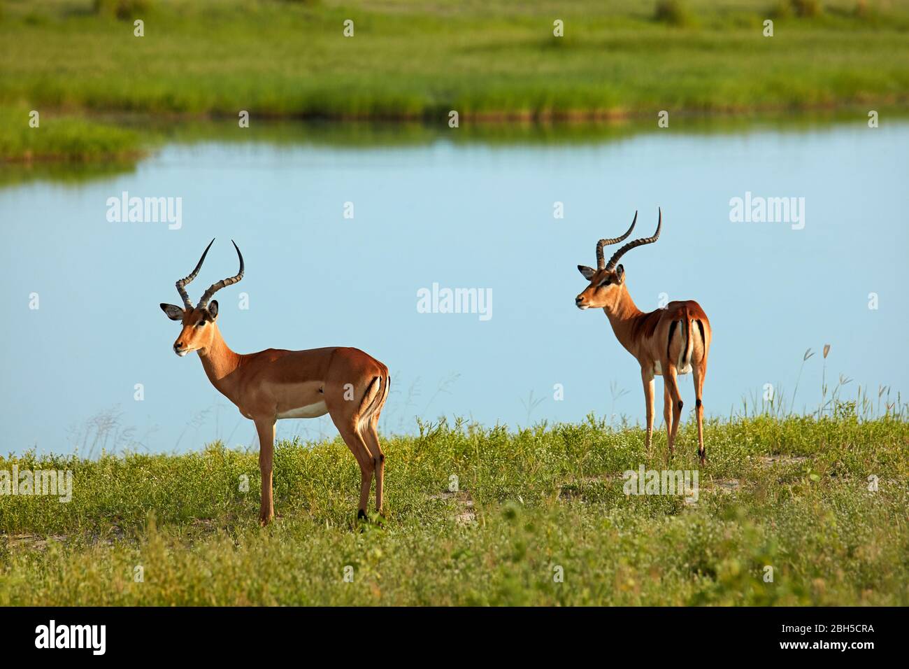 Impala mâle (Aepyceros melampus melampus), rivière Chobe, parc national Chobe, Botswana, Afrique Banque D'Images