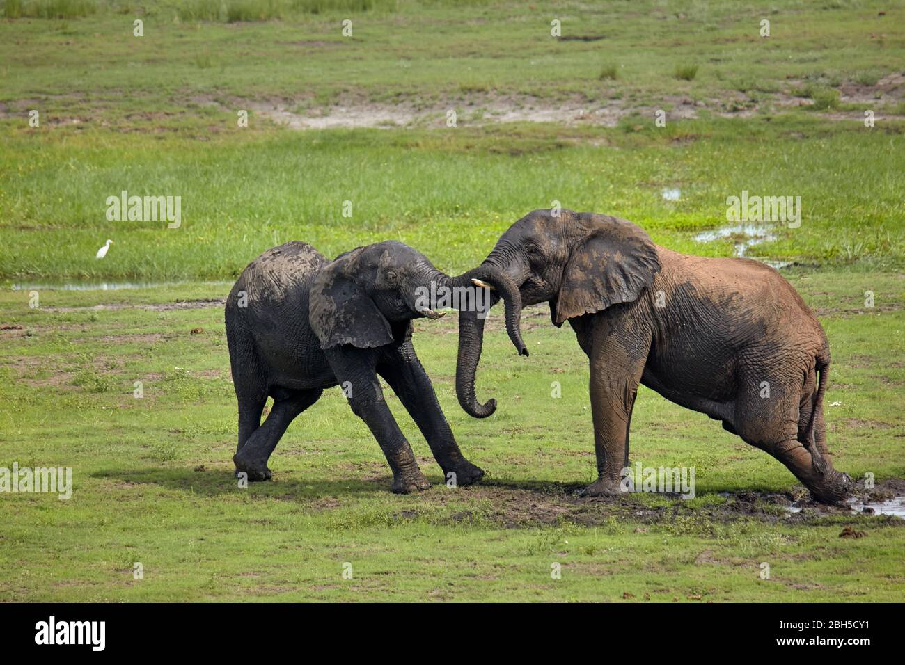 Jeunes éléphants luttant, région de front de la rivière Chobe, parc national Chobe, Botswana, Afrique Banque D'Images