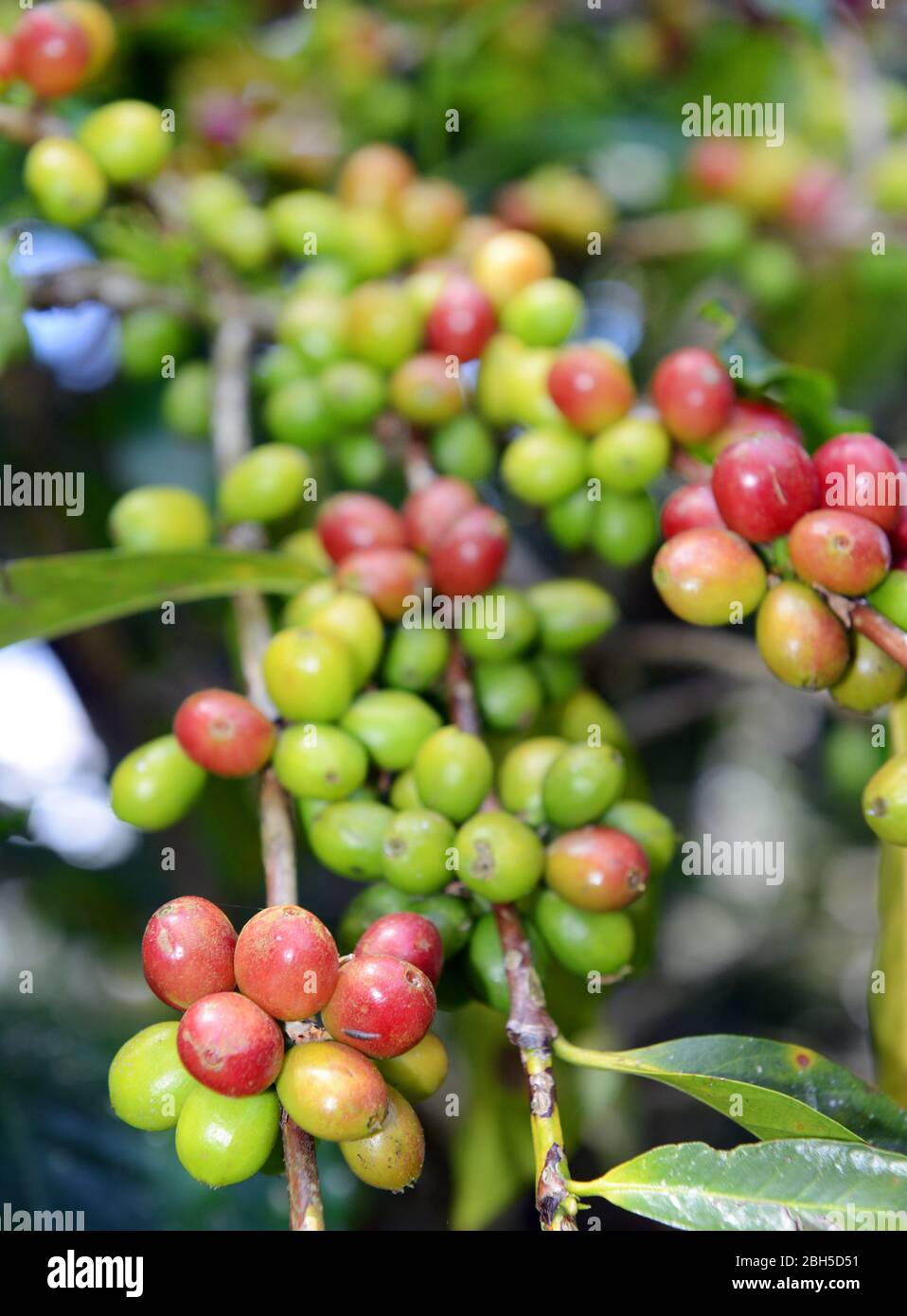 Cerises de café sur un arbre à café en Ethiopie. Banque D'Images