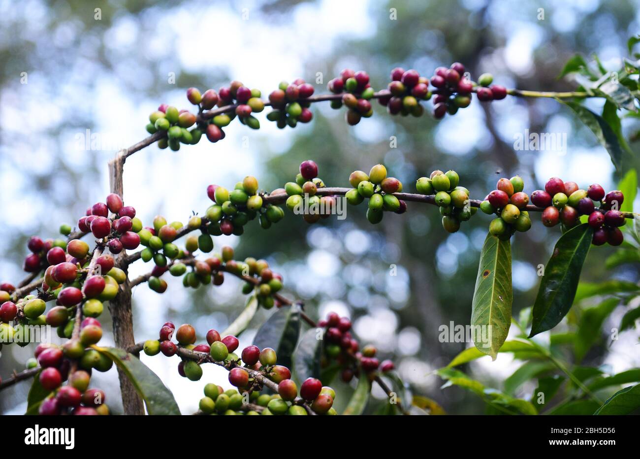 Cerises de café sur un arbre à café en Ethiopie. Banque D'Images