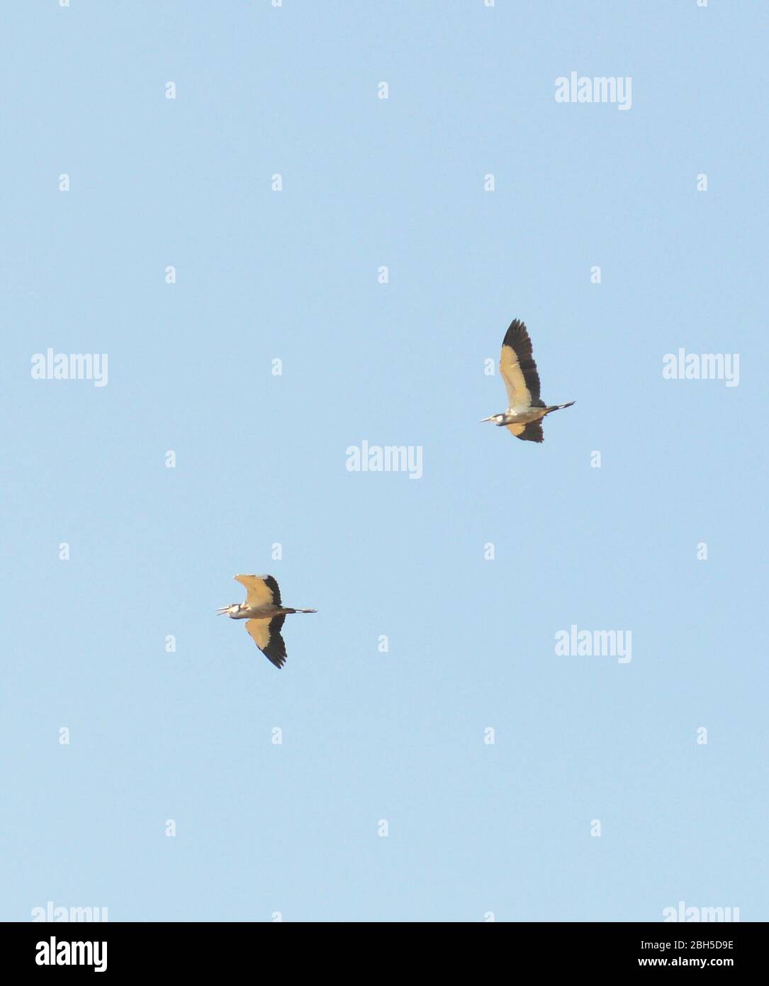 Grands oiseaux migrateurs survolant la région de Kaffa en Éthiopie. Banque D'Images