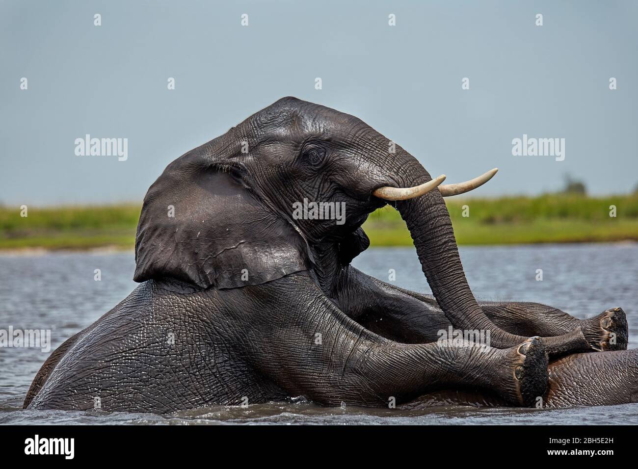Des éléphants d'Afrique (Loxodonta africana) se sont joints dans la rivière Chobe, parc national Chobe, Botswana, Afrique Banque D'Images