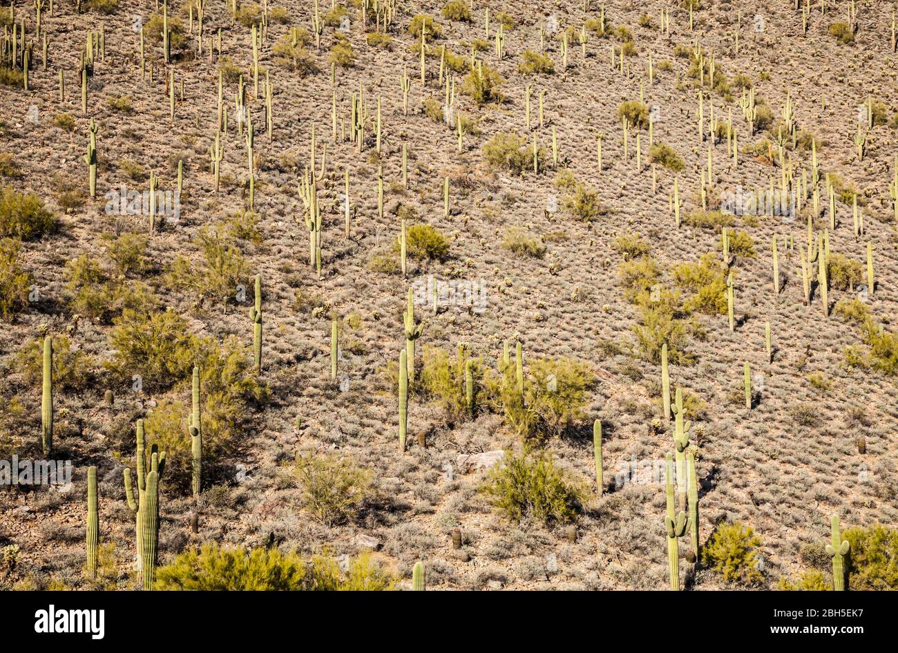 Une colline de cactus Saguaro dans la réserve Sonoran Phoenix au nord de Phoenix près de la tête de sentier Apache Wash, Arizona, États-Unis. Banque D'Images