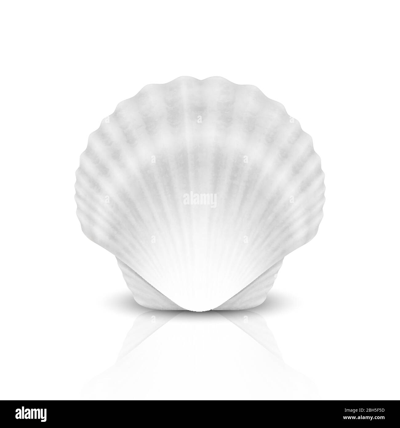 Vector réaliste 3-d Blanc fermé Scallop Pearl Seashell icône gros plan isolé sur fond blanc. Modèle de conception. Vue avant Illustration de Vecteur