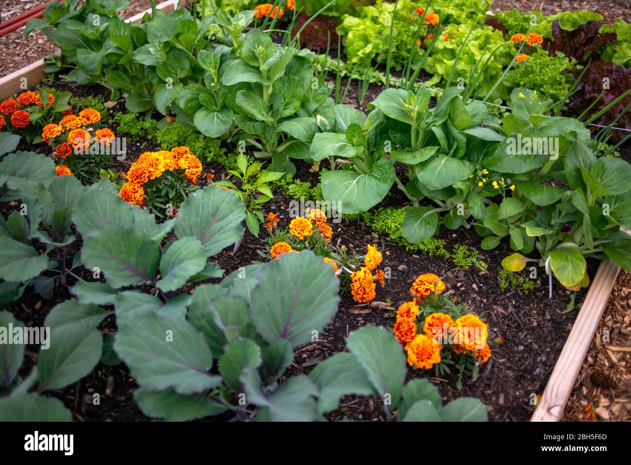 Magnifique parcelle de jardin d'été dans un lit surélevé avec des fleurs et des légumes Banque D'Images