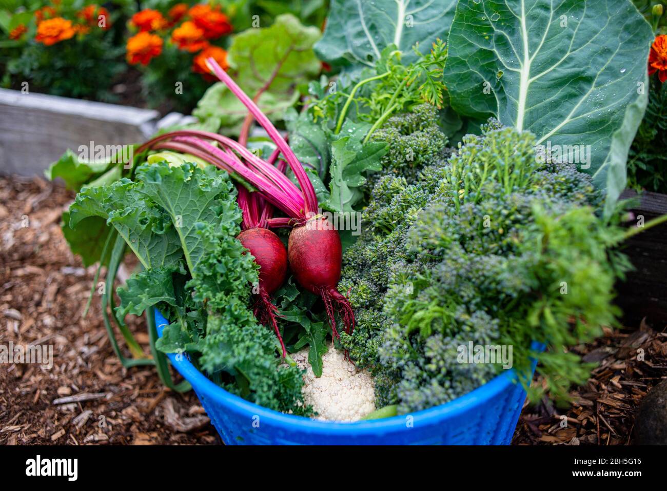 Récolte estivale de légumes du jardin tels que des betteraves, du chou et du brocoli Banque D'Images
