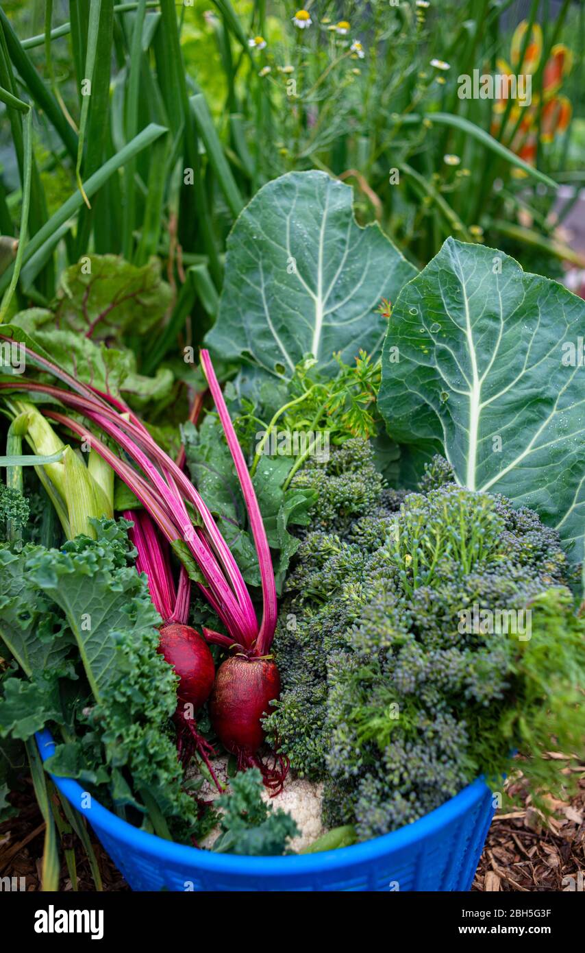 Récolte estivale de légumes du jardin tels que des betteraves, du chou et du brocoli Banque D'Images