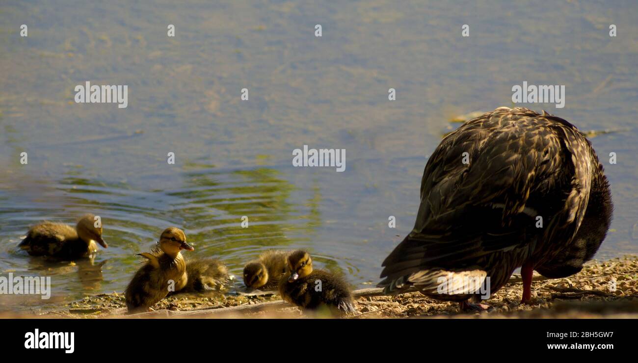 Mère Duck supervise les ducklages dans les leçons de natation Banque D'Images