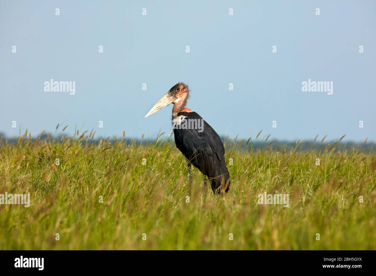 Marabou Stork (Leptoptilos crumeniferus), réserve ornithologique de Nata, Botswana, Afrique Banque D'Images