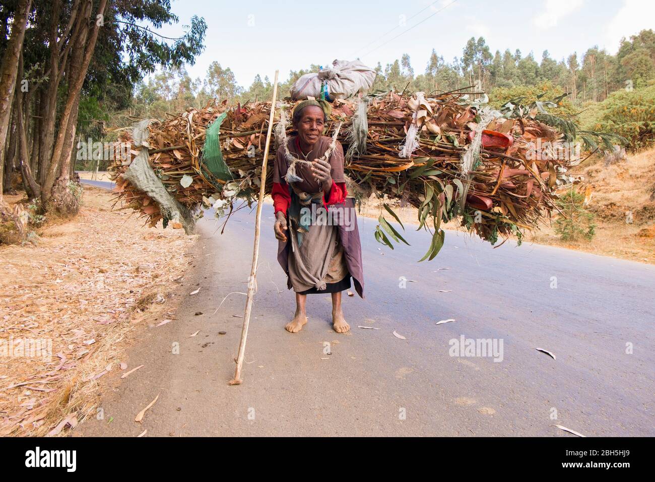 Une vieille femme transporte un paquet de bâtons d'eucalyptus sur une route près d'Addis-Abeba. En Ethiopie, Afrique. Banque D'Images