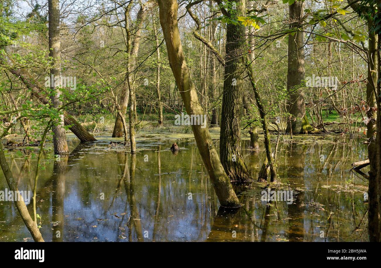 Forêt à feuilles larges inondées au printemps, Derry Hill, Chippenham; Wiltshire; Royaume-Uni Banque D'Images