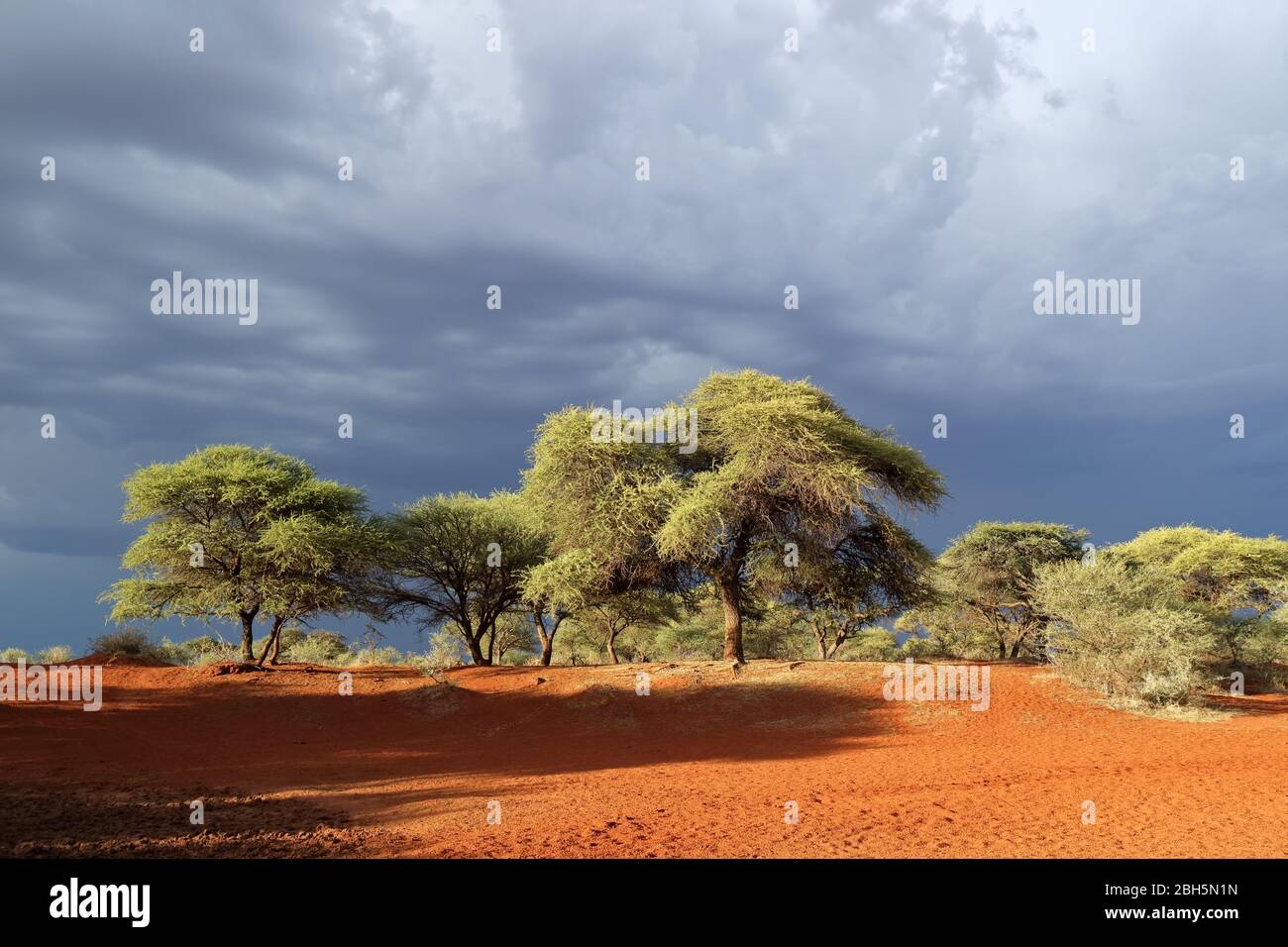 Paysage de savane africaine contre un ciel sombre de l'arrivée d'une tempête, Afrique du Sud Banque D'Images