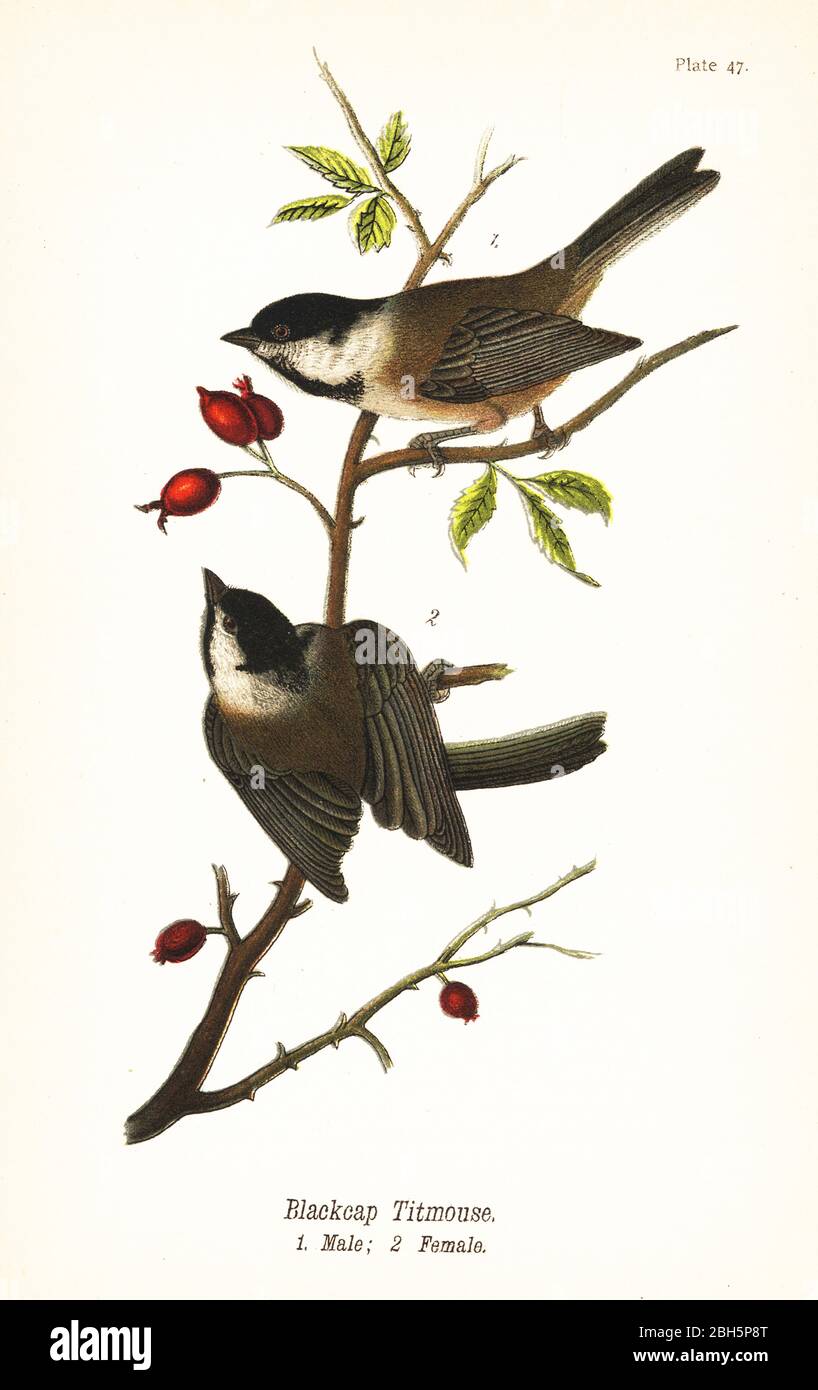 Chicadé à capuchon noir, Poicile atricapillus. Blackcap titmouse, homme 1, femme 2. Chromolithographe, après une illustration ornithologique de John James Audubon du rapport de Benjamin Harry Warren sur les oiseaux de Pennsylvanie, E.K. Mayers, Harrisburg, 1890. Banque D'Images