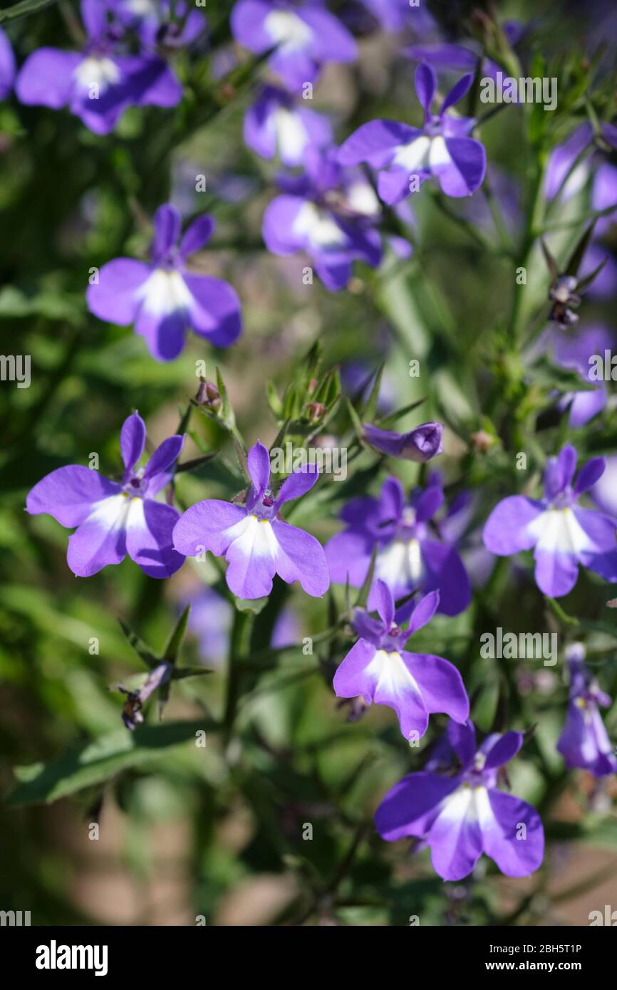 Lobelia 'bleu cascade', lobelia 'bleu cascade', Lobelia erinus Balobwablu Banque D'Images