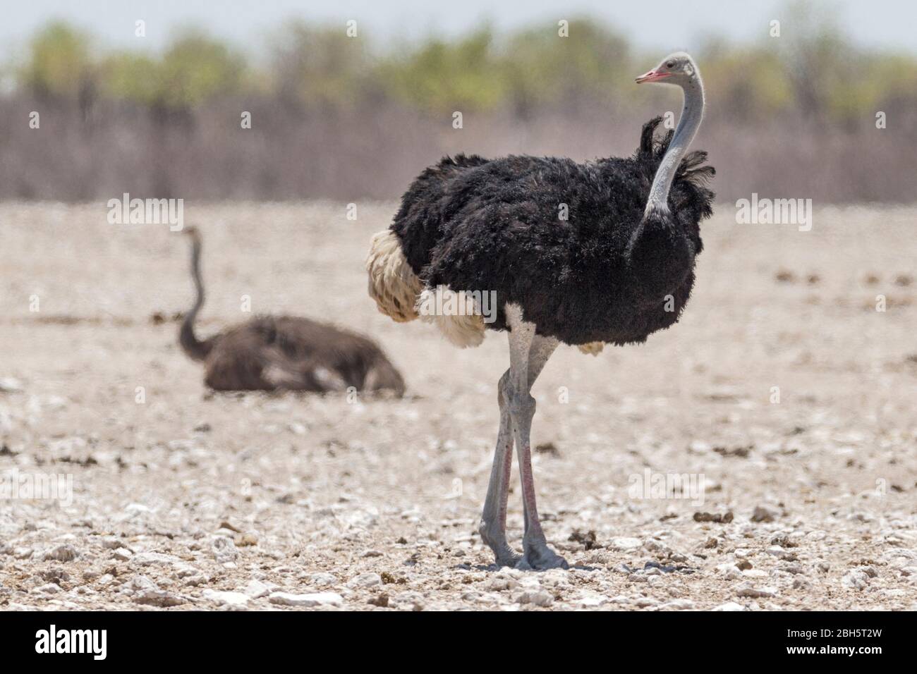 Ostrich, parc national d'Etosha, Namibie, Afrique Banque D'Images