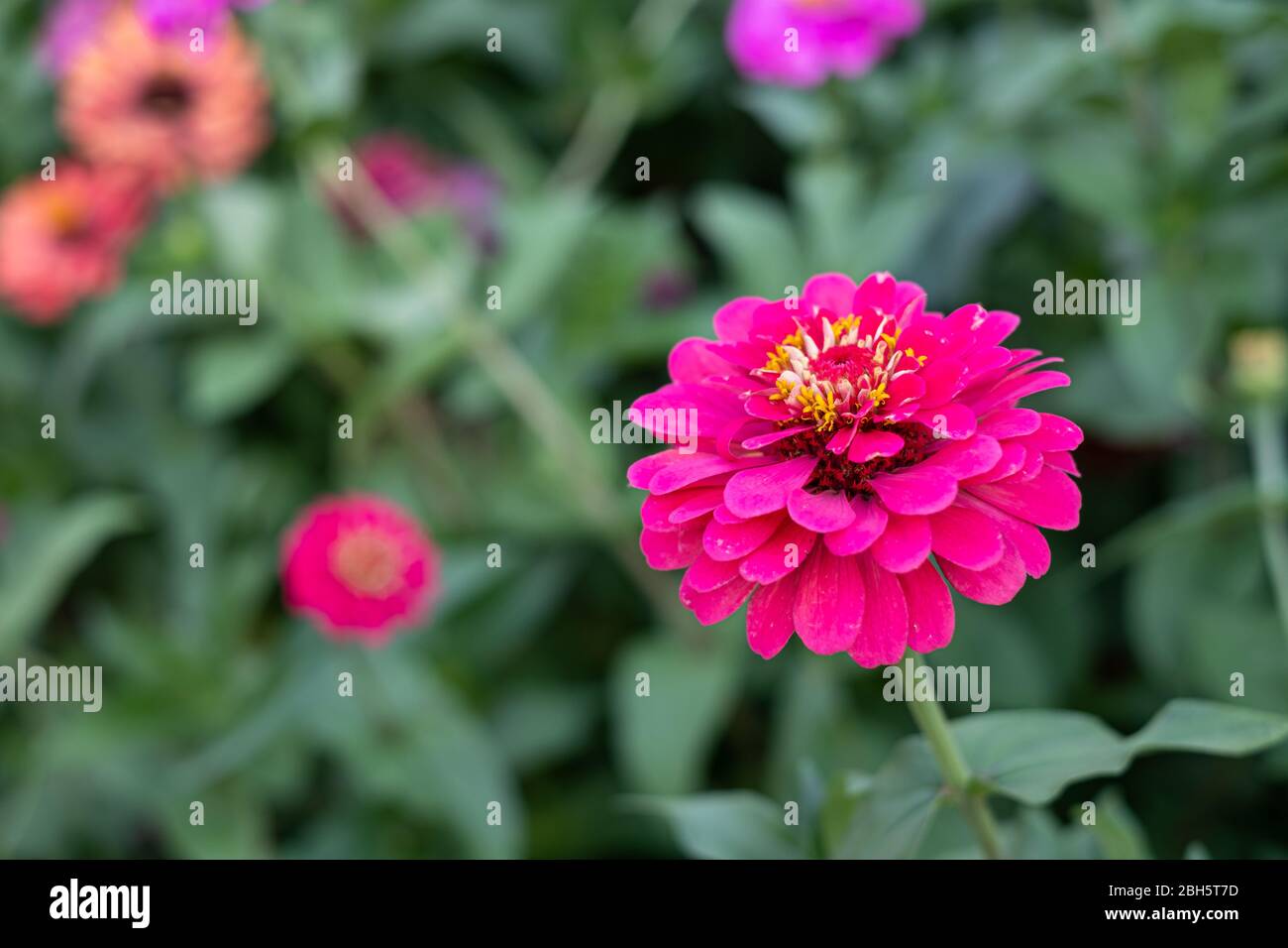 Gerbera fleur dans le jardin, le nom scientifique est Gerbera jamesonii Banque D'Images