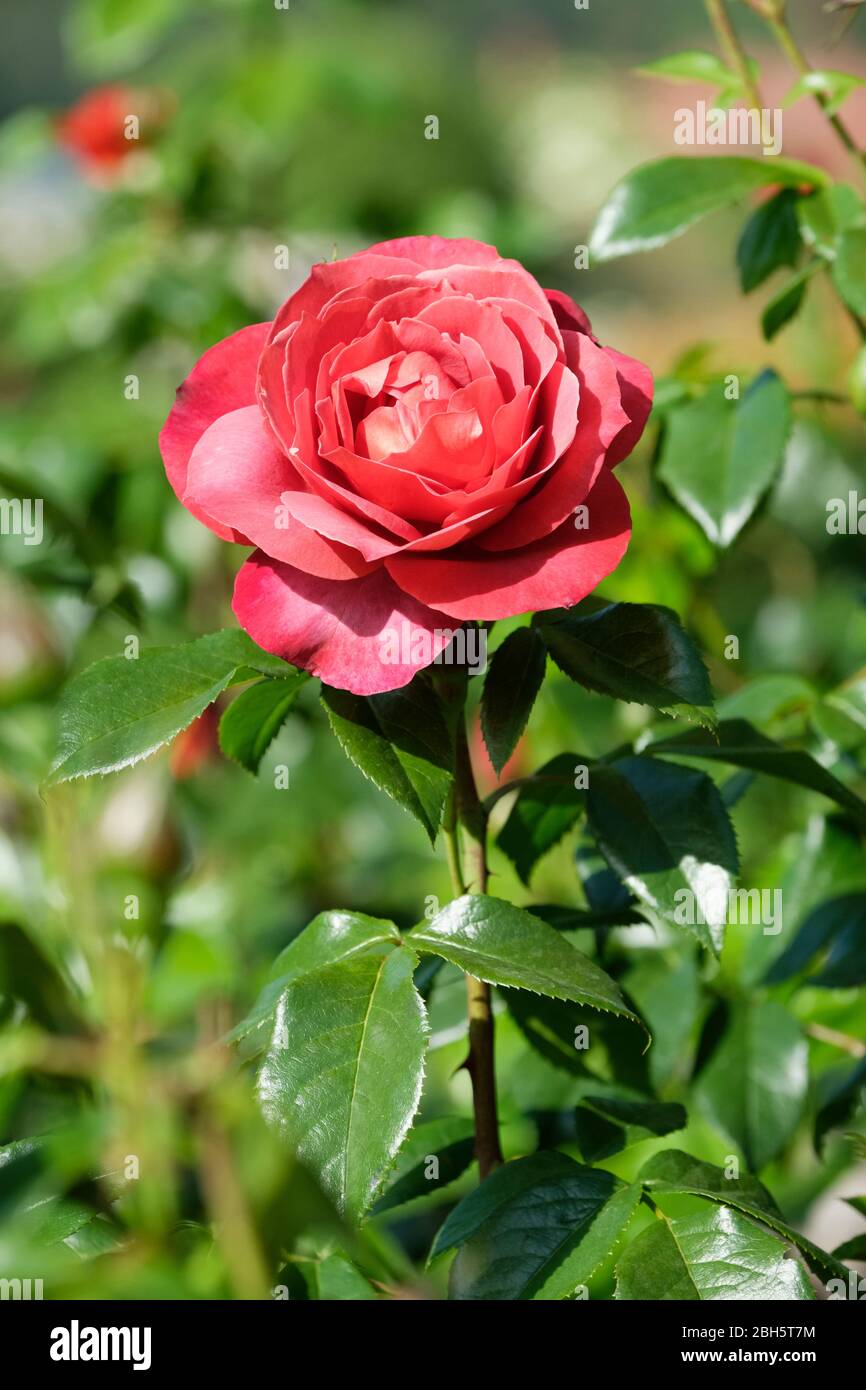 Rosa 'chocolat chaud', Floribunda rose 'chocolat chaud', Cluster flower rose 'chocolat chaud', Rosa 'Kiwi', Rosa 'Nubya', Rosa 'Wekpaltez', Rosa 'Wekpalt Banque D'Images