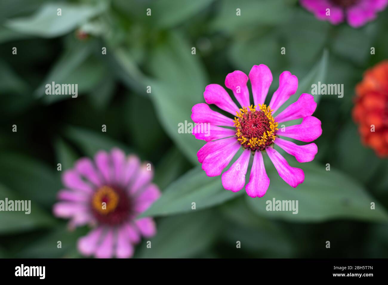 Gerbera fleur dans le jardin, le nom scientifique est Gerbera jamesonii Banque D'Images