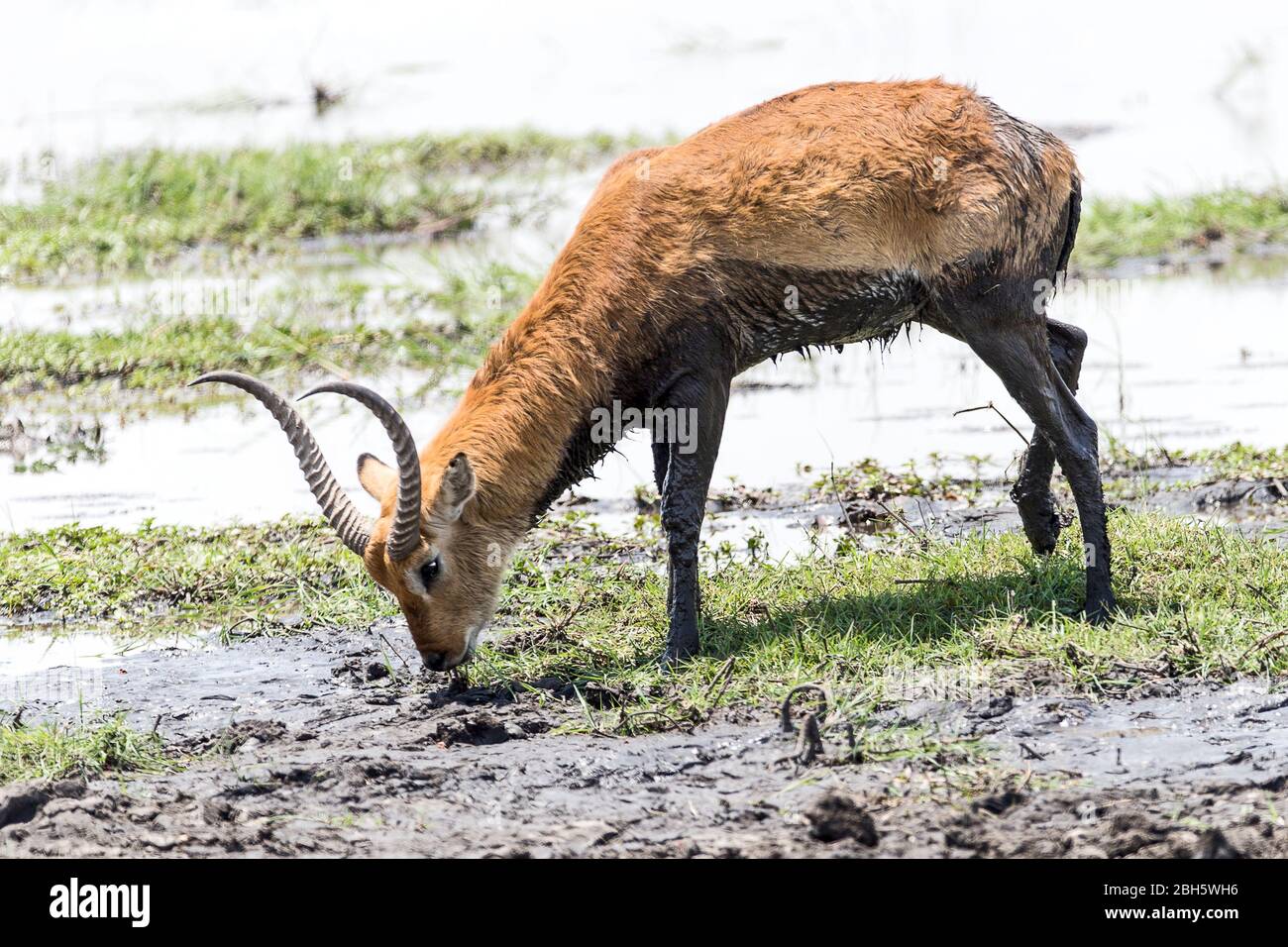 Adulte mâle Red Lechwe, Caprivi Strip, parc national de Mahongo, Namibie, Banque D'Images