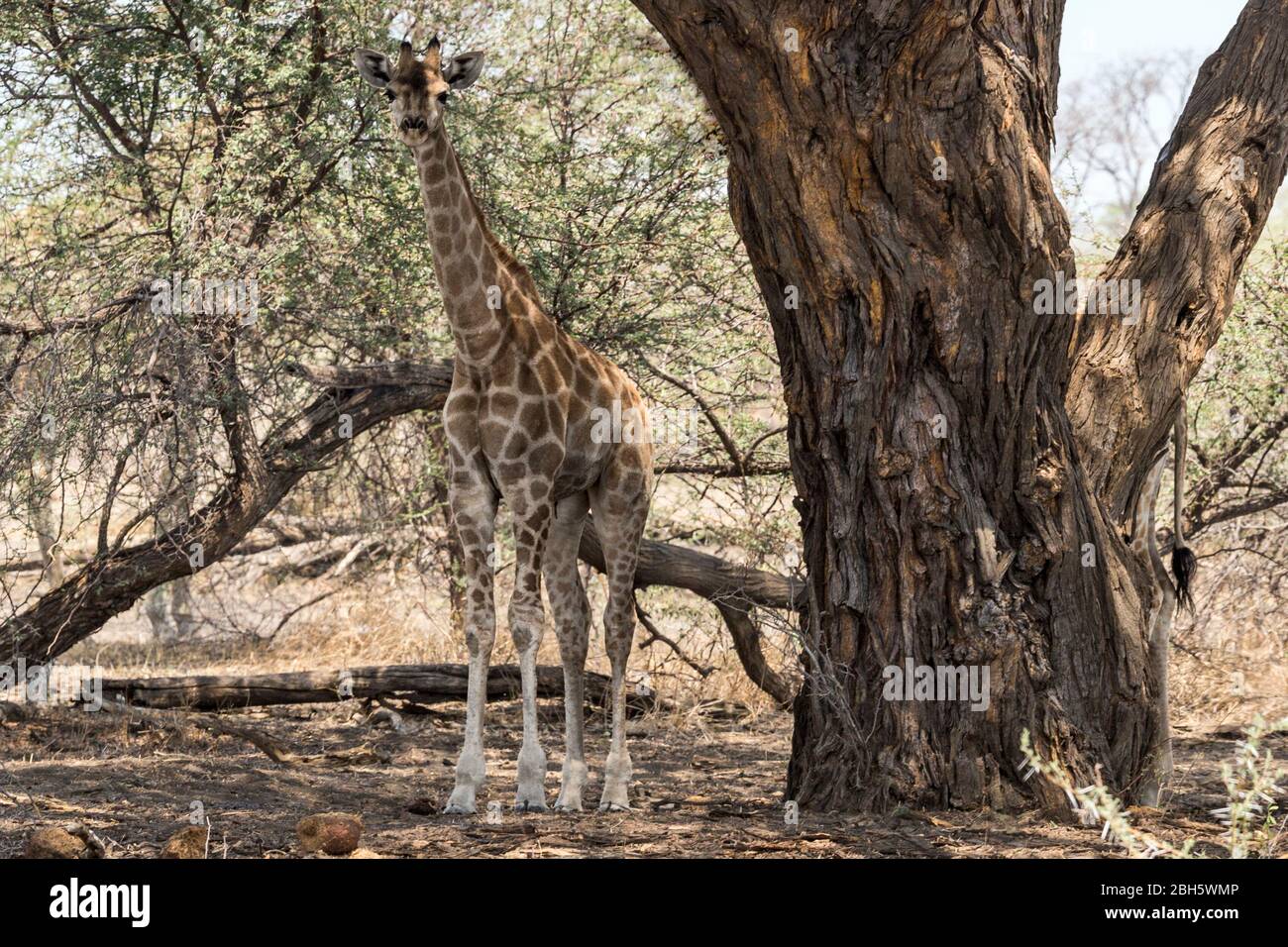 Jeune girafe angolaise, Giraffa giraffa angolensis, alias girafe namibienne, bande de Caprivi, parc national de Mahongo, Namibie, Banque D'Images