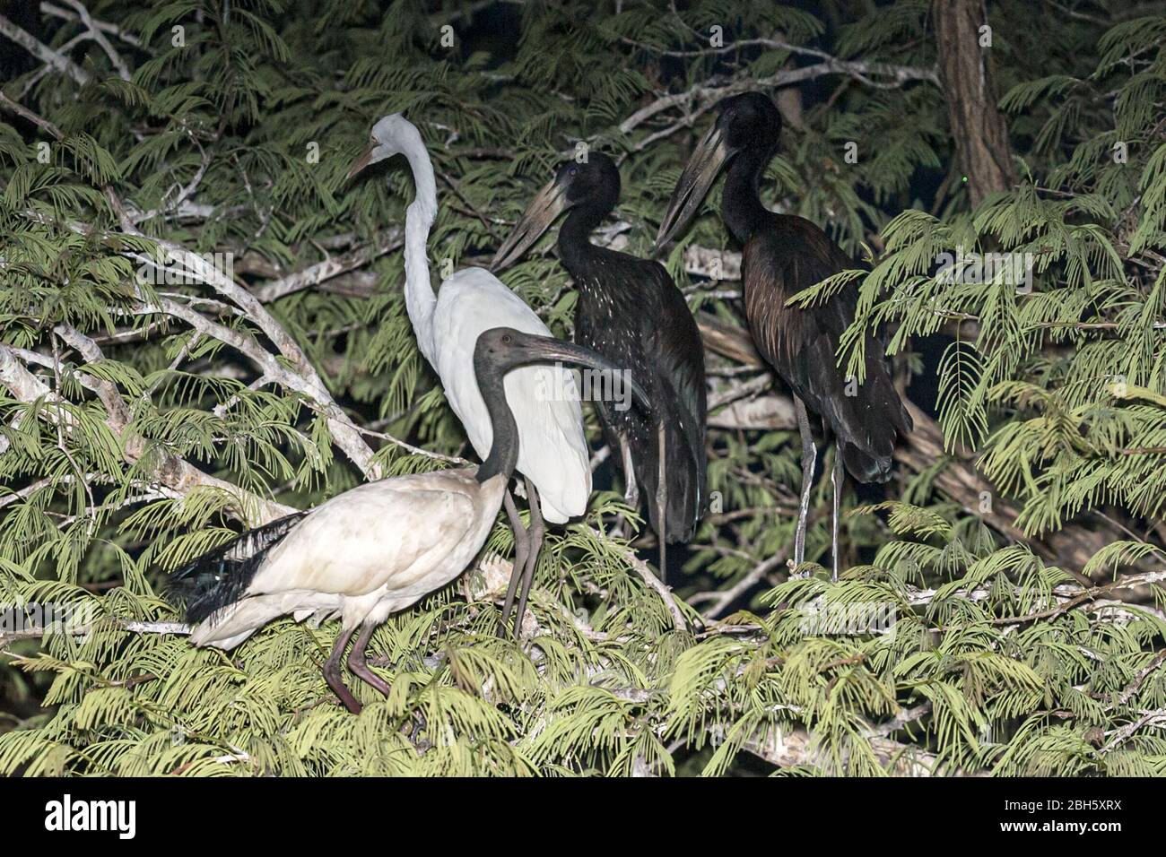 Un Ibis sacré en raies, Threskiornis aethiopicus, Openbill africain, Anastomus lamelligerus & Cattle Egret, Bubulcus ibis, dans un brousse thorine pour la nuit Banque D'Images