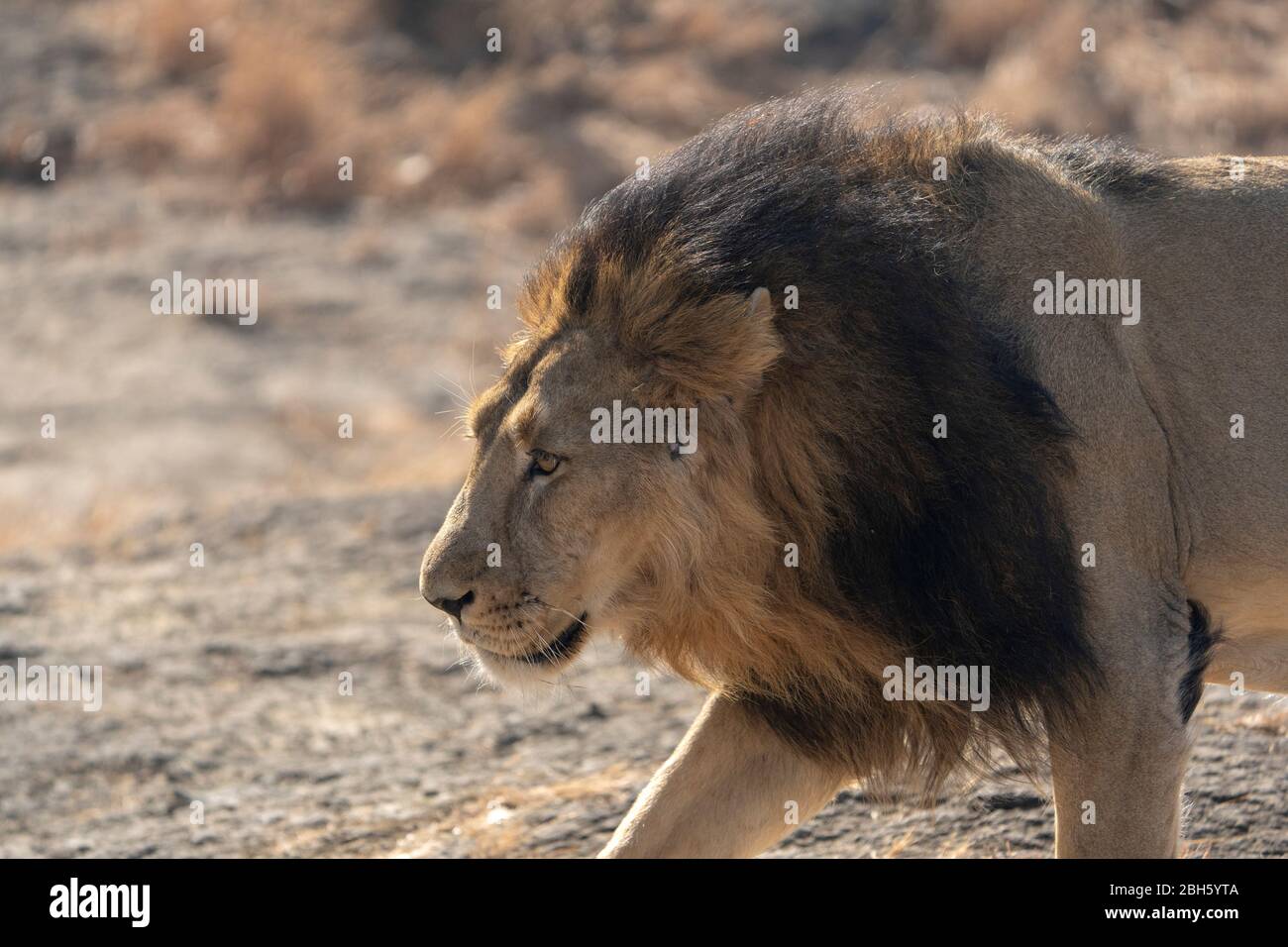 Homme du Lion asiatique sur Pawn à Sasan RIF, Inde Banque D'Images