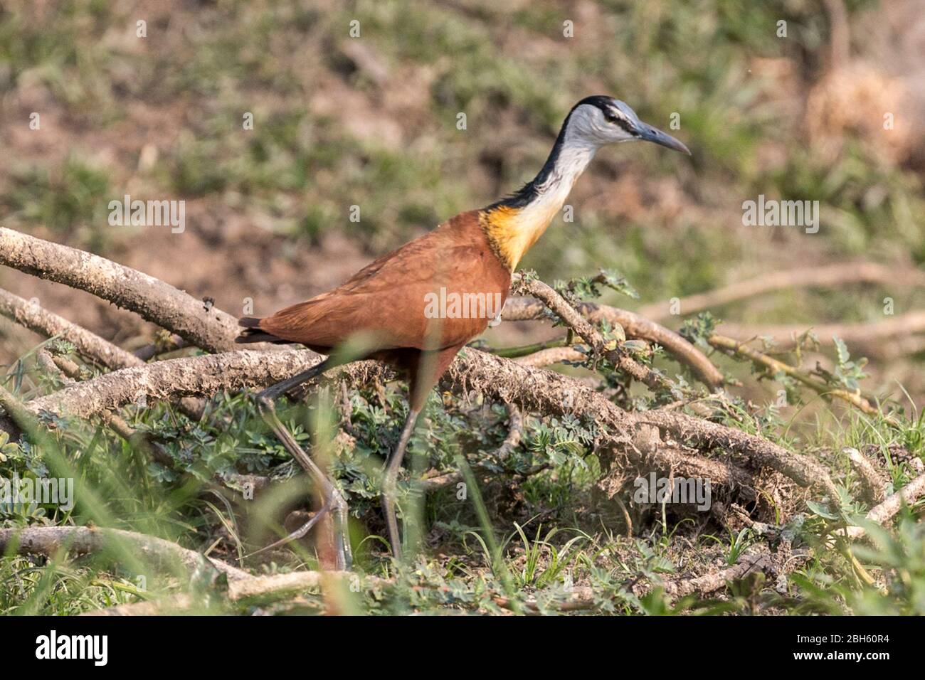 Afrique Jacana, Actophidornis africanus, Kafue River, Kafue National Park, Zambie, Afrique Banque D'Images